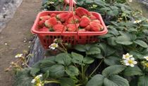 12����ʳƷ��첻�ϸ� �Ĵ�����ֵ�����ӣ�
