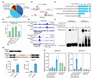 New Phytologist（IF=8.1）|DAP-seq助力解析拟南芥雄性育性调控网络