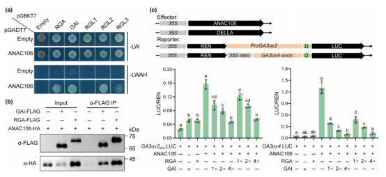 New Phytologist（IF=8.1）|DAP-seq助力解析拟南芥雄性育性调控网络