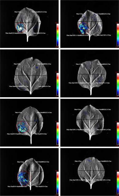 DAP-seq和RNA-seq联合助力揭示SmBBX22调控茄子花青素合成的分子机制